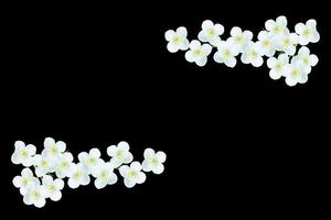branch of jasmine flowers isolated on black background. photo