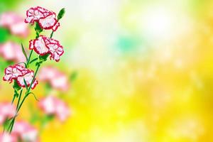fondo floral natural de clavel de flores brillantes foto
