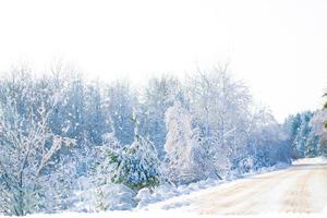 bosque de invierno congelado con árboles cubiertos de nieve. foto