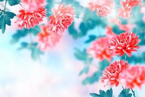 coloridas flores de crisantemo sobre un fondo del paisaje otoñal foto
