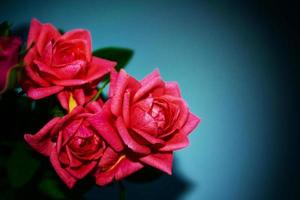 Bright colorful flower rose photo