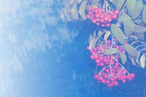 Rowan berries, Sorbus aucuparia, tree mountain ash. photo