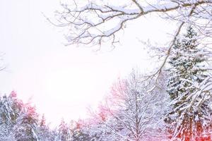 Frozen winter forest with snow covered trees. photo