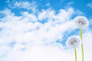 Fluffy dandelion flower against the background of the summer landscape. photo