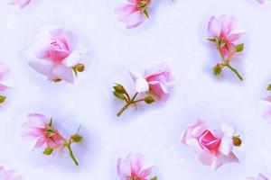 Bright colorful flower rose. floral background photo