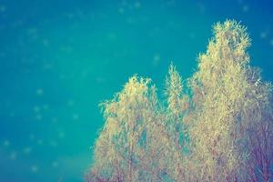 Frozen winter forest with snow covered trees. photo