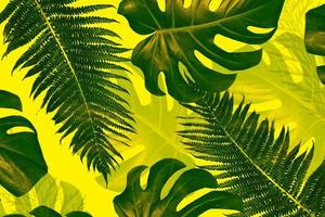 Fern, monstera leaves isolated on yellow background. photo