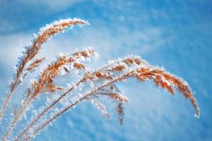 Blurred frozen grass. Winter abstract background. Landscape. photo