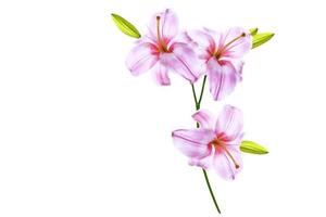 Bright lily flowers isolated on white background. photo