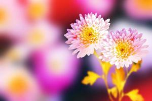 Colorful chrysanthemum flowers on a background of the autumn landscape photo