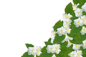 branch of jasmine flowers isolated on white background. photo