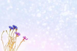 Field cornflower blue flowers against the background of the summer landscape. photo