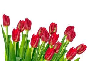 spring flowers tulips photo