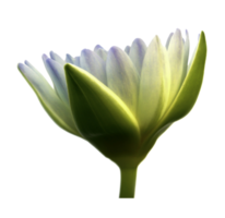 Lotus flower on transparent background png file