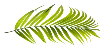 Green leaves of palm tree on transparent background png file