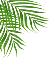 foglie verdi di palma su file png di sfondo trasparente