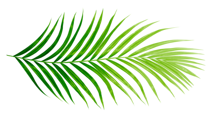 Palm Leaves PNGs for Free Download