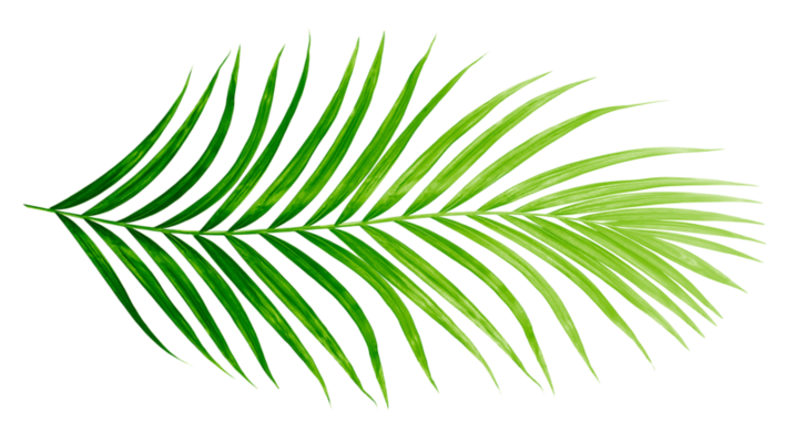 Palm Leaves PNGs for Free Download