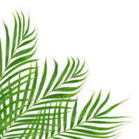 hojas verdes de palmera en archivo png de fondo transparente