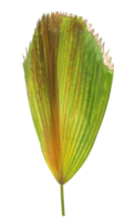Green leaf of palm tree isolated on transparent background png file