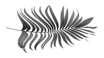 black leaves of palm tree on transparent background png file