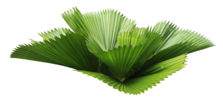 leaves of palm tree isolated on transparent background png file