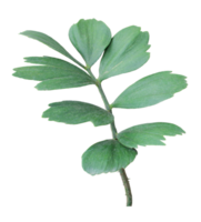 green leaf of palm tree isolated on white background png