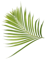 palm tree leaf on transparent background png file