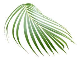 palm tree leaf on transparent background png file