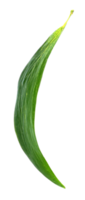 collectie groen blad geïsoleerd op witte achtergrond png