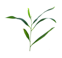 stalk green leaf isolated on transparent background png file