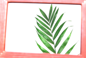 tropische natur grünes palmblatt im bilderrahmen auf transparentem hintergrund png-datei png