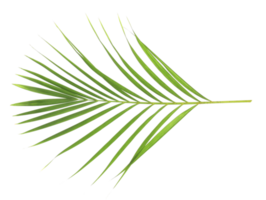 hoja de palma verde de naturaleza tropical aislada en archivo png de fondo de patrón transparente