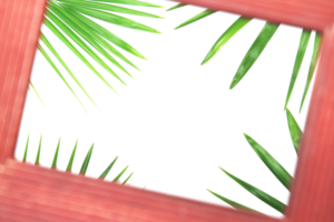 tropical nature green palm leaf in picture frame on transparent background png file