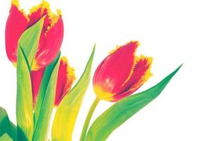 spring colorful flowers tulips. floral collection. photo