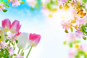 Blossoming branch apple, tulips.  Bright colorful spring flowers photo