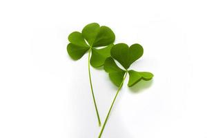 hojas de trébol verde aislado sobre fondo blanco. Día de San Patricio foto