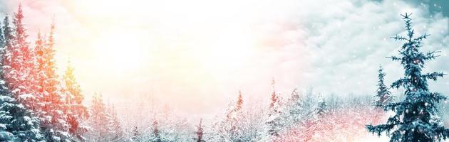 bosque de invierno congelado con árboles cubiertos de nieve. foto