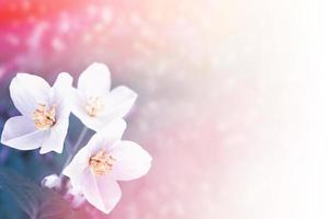 White jasmine The branch delicate spring flowers photo