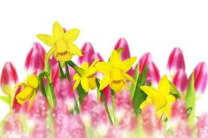 flores de primavera de colores brillantes de narcisos y tulipanes aislados sobre fondo blanco. foto