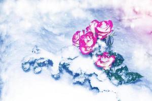 Fresh flowers in the snow. Frozen rose. photo
