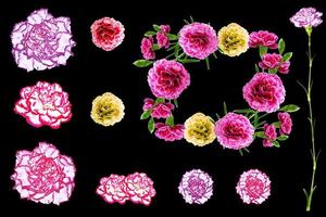 Colorful carnation flowers isolated on black background. photo