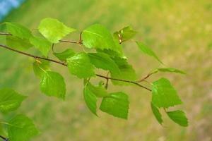 Natural background. Spring background with bright fresh birch foliage in sunlight photo