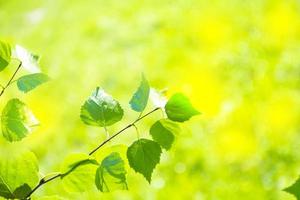 Natural background. Spring background with bright fresh birch foliage in sunlight photo