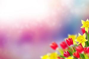 flores de primavera tulipanes y narcisos foto