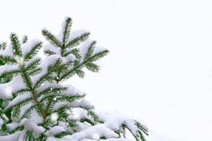 las ramas del árbol cubierto de nieve foto