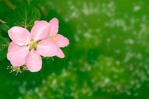 manzana de rama floreciente. flores de primavera de colores brillantes foto