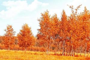 Autumn landscape. Trees with bright colorful leaves photo