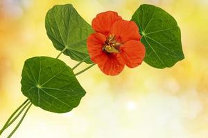 nasturtium flowers. Summer landscape photo