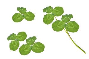 green clover leaves isolated on white background. St.Patrick 's Day photo